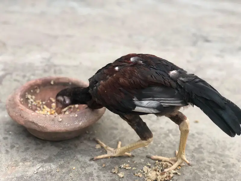 Aseel Amroha chicks — photo 10