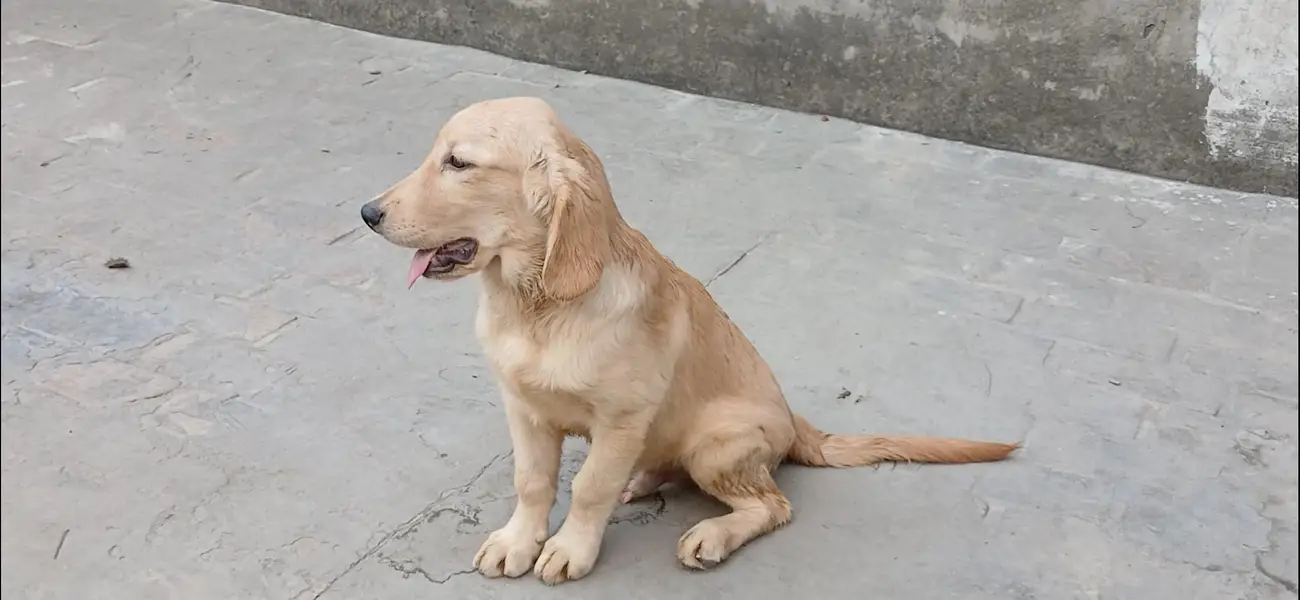 golden retriever male pup