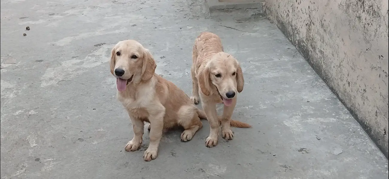golden retriever male pup — photo 2