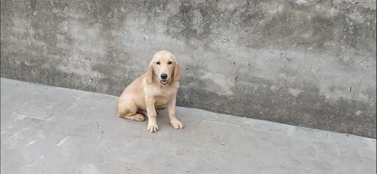 golden retriever male pup — photo 3
