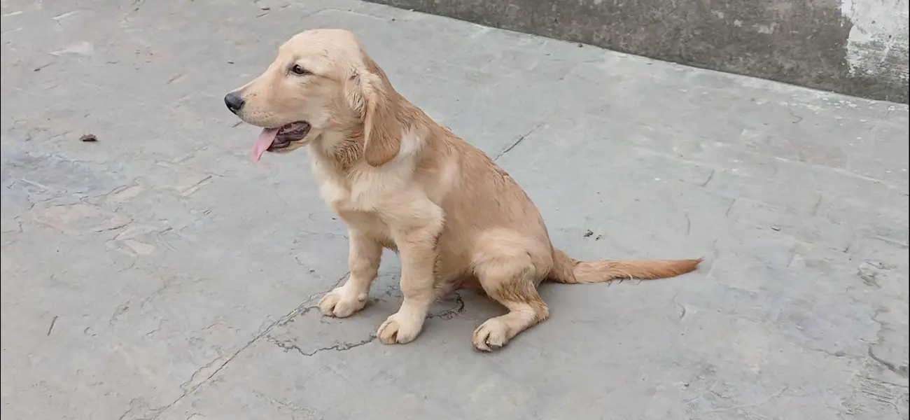 golden retriever male pup — photo 4