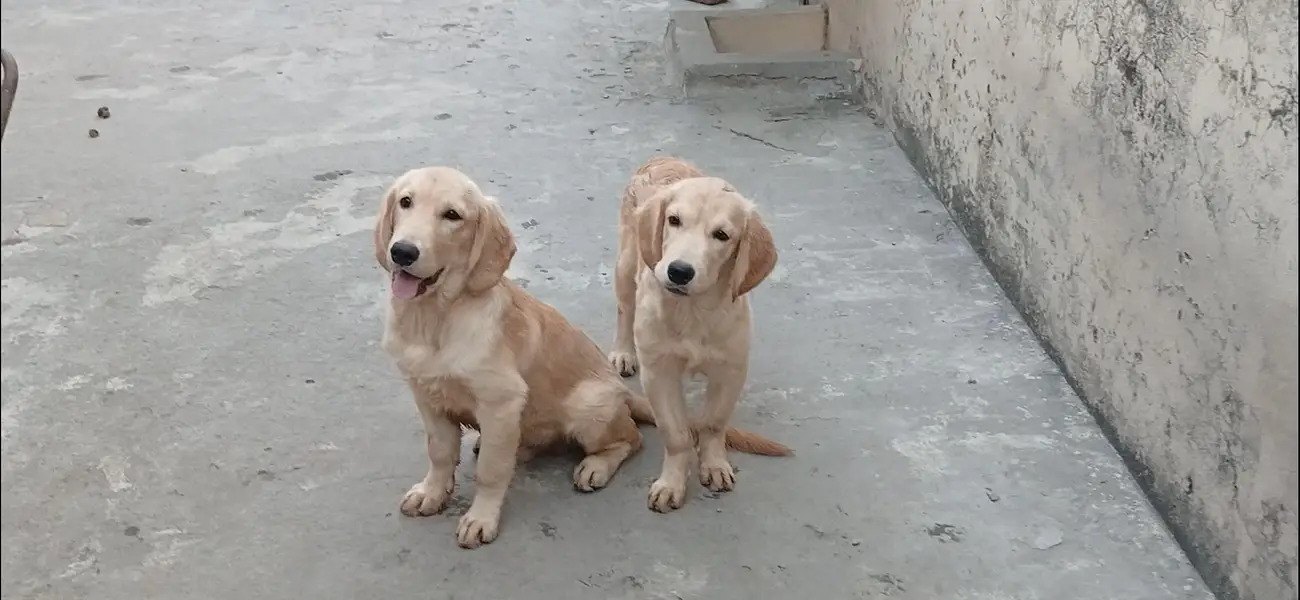 golden retriever male pup — photo 5