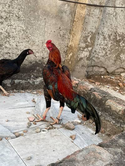 best Quality Lakha Aseel Pair For Sell
