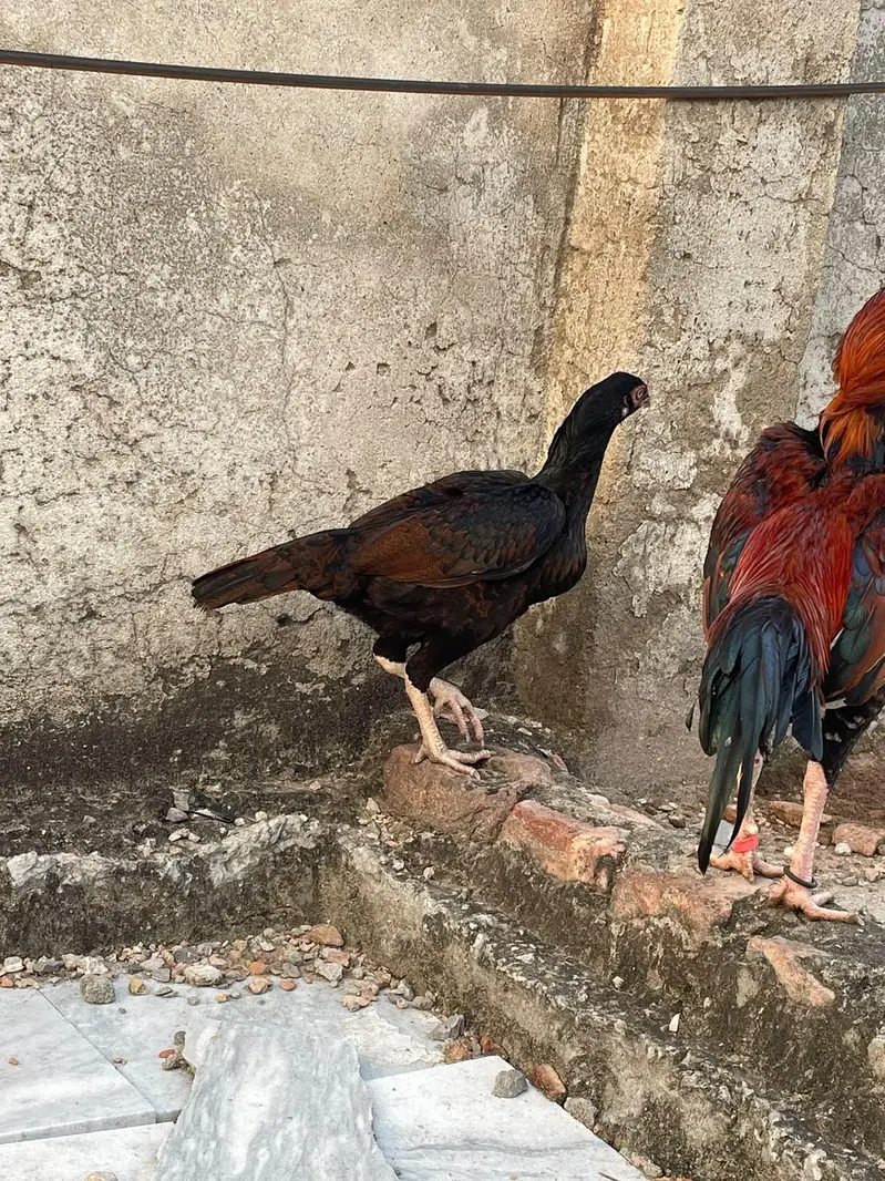 best Quality Lakha Aseel Pair For Sell — photo 3
