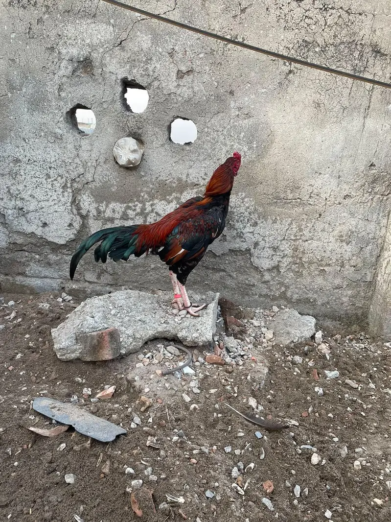 best Quality Lakha Aseel Pair For Sell — photo 4