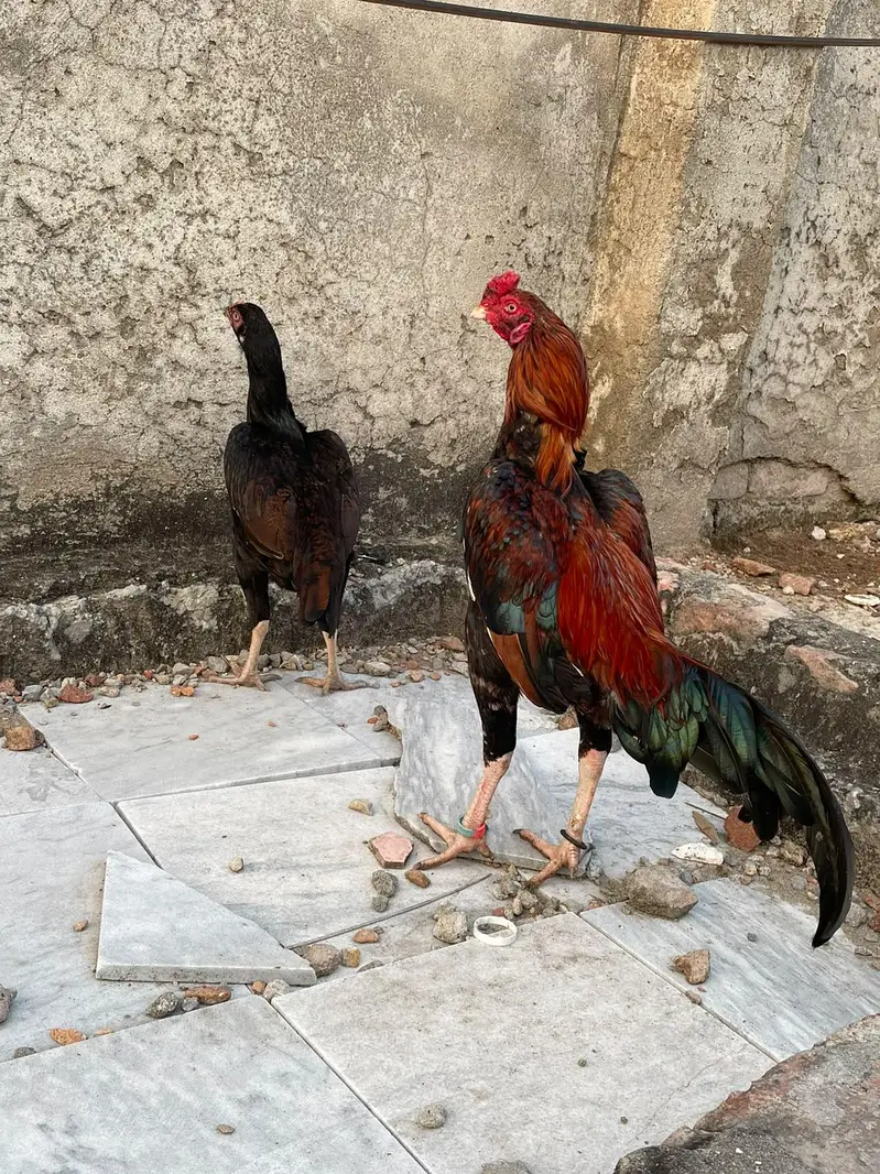 best Quality Lakha Aseel Pair For Sell — photo 6