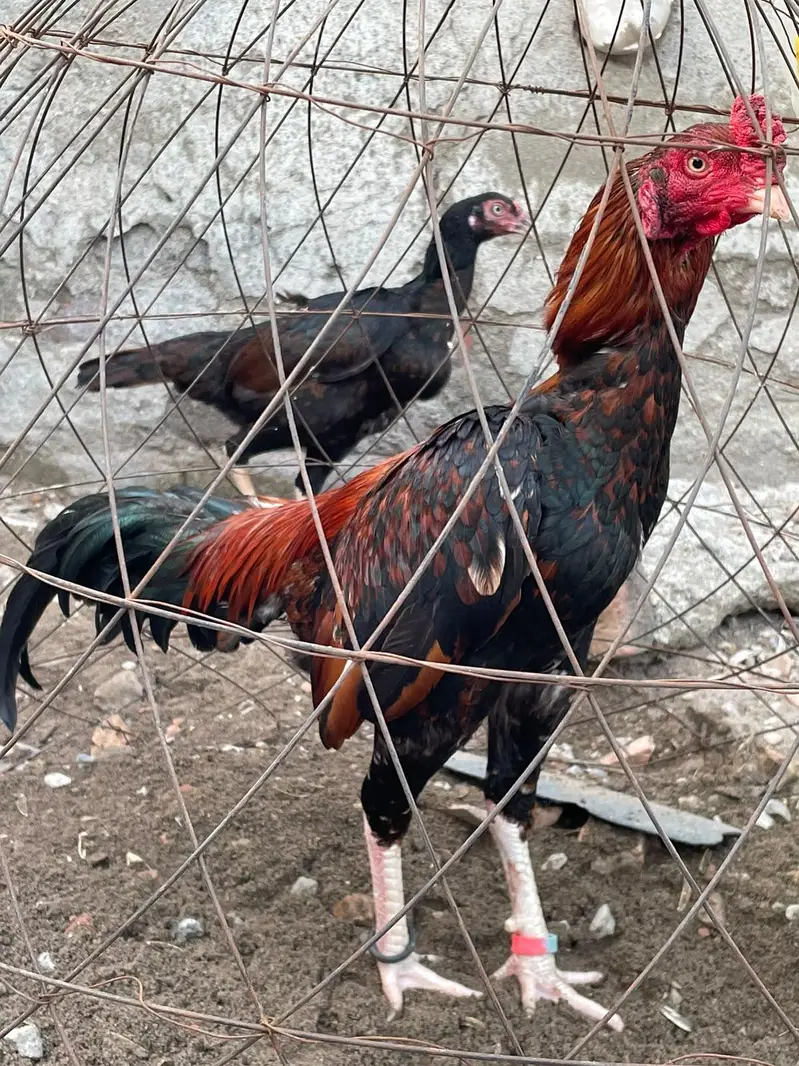 best Quality Lakha Aseel Pair For Sell — photo 7