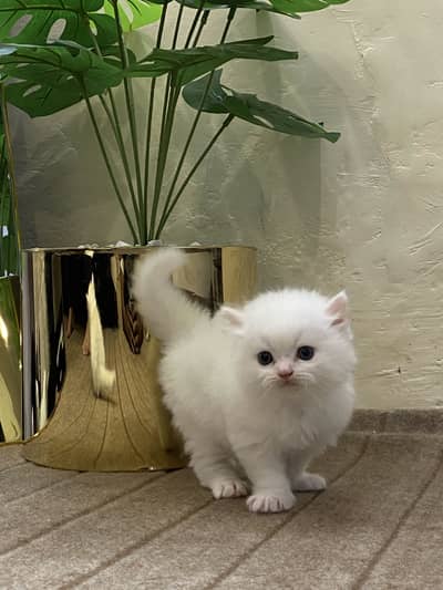 Persain kittens