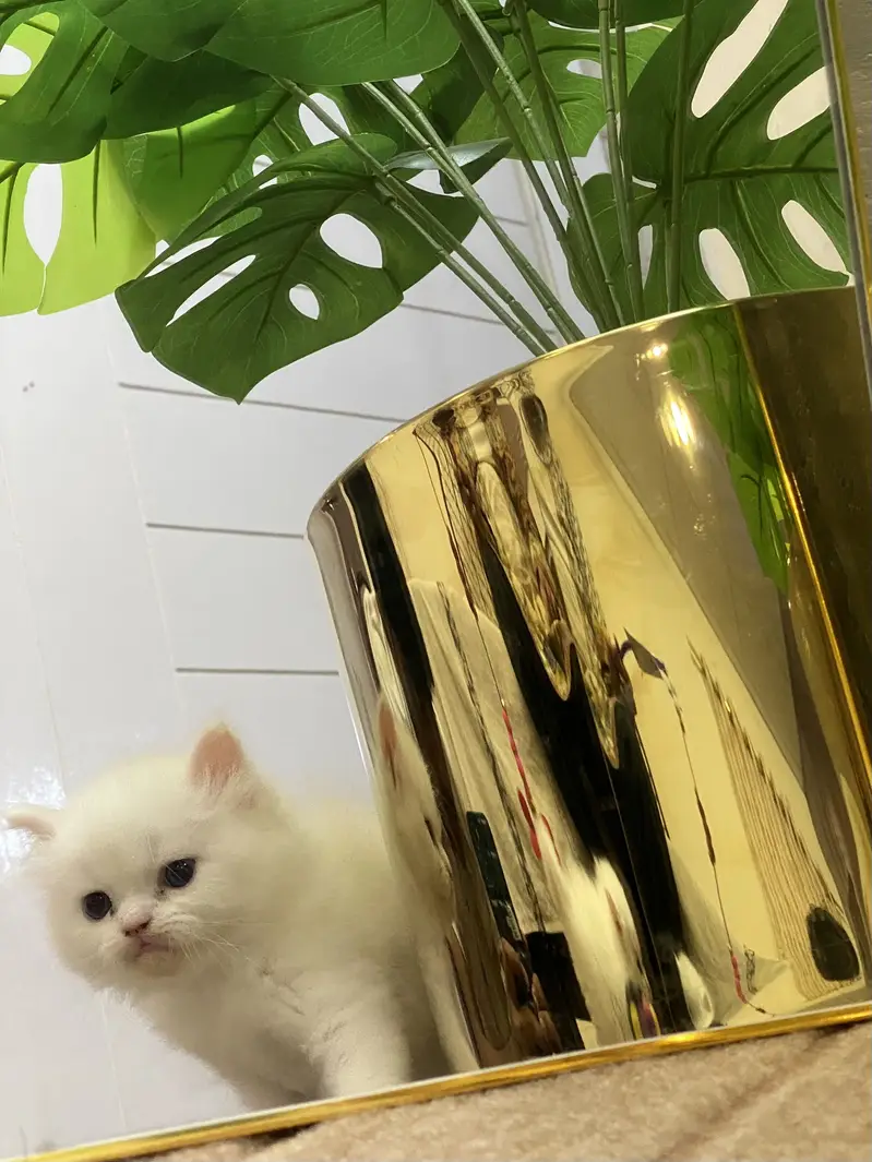 Persain kittens — photo 2