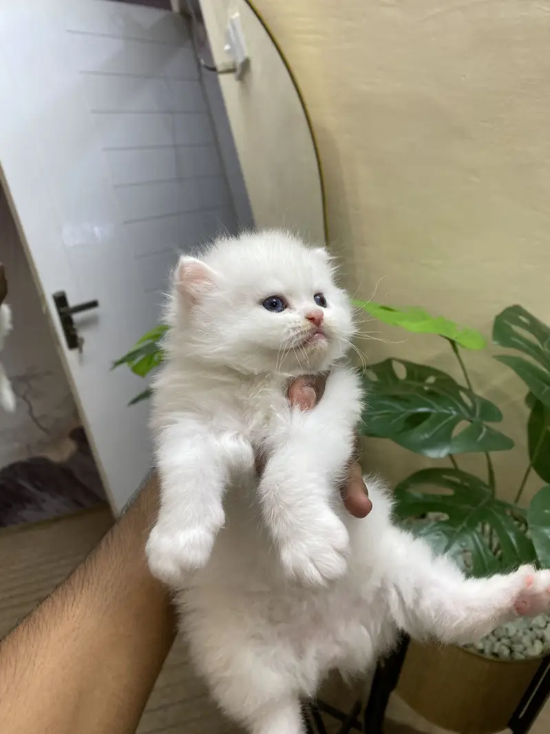 Persain kittens — photo 3