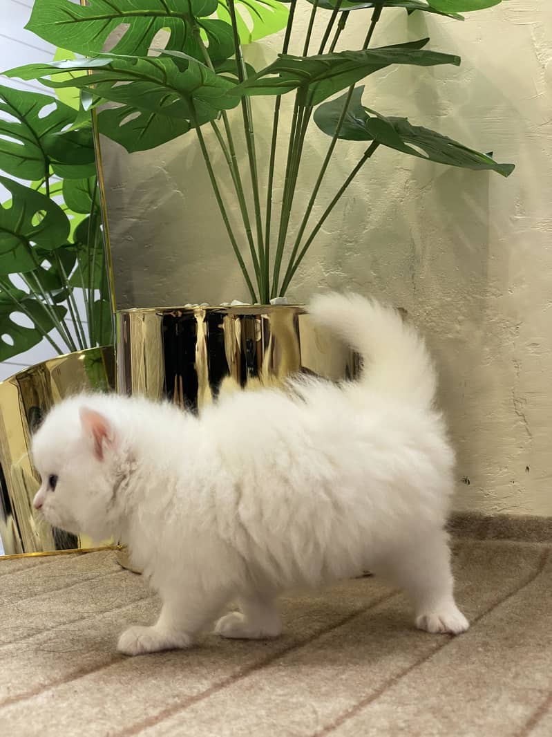 Persain kittens 3