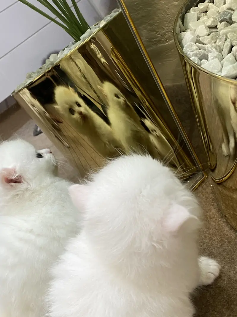 Persain kittens — photo 5