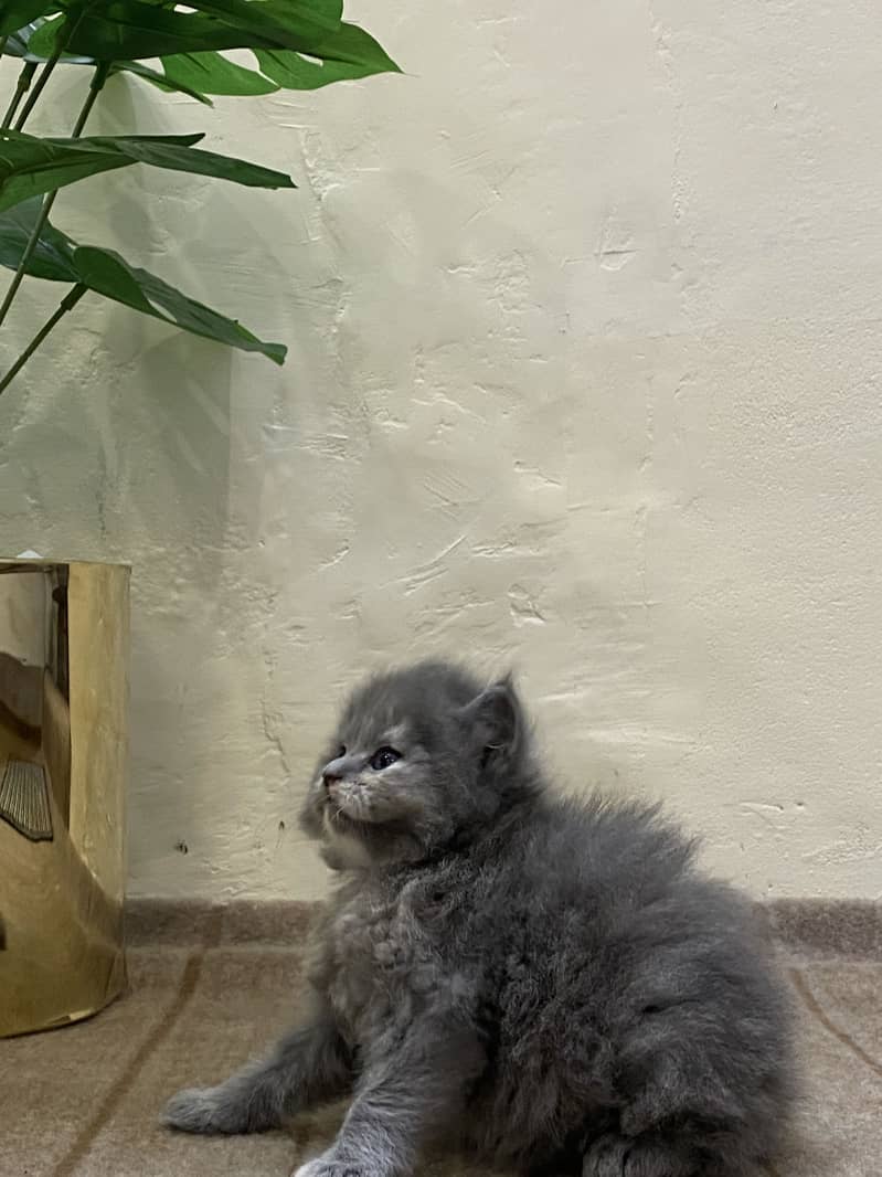 Persain kittens 5