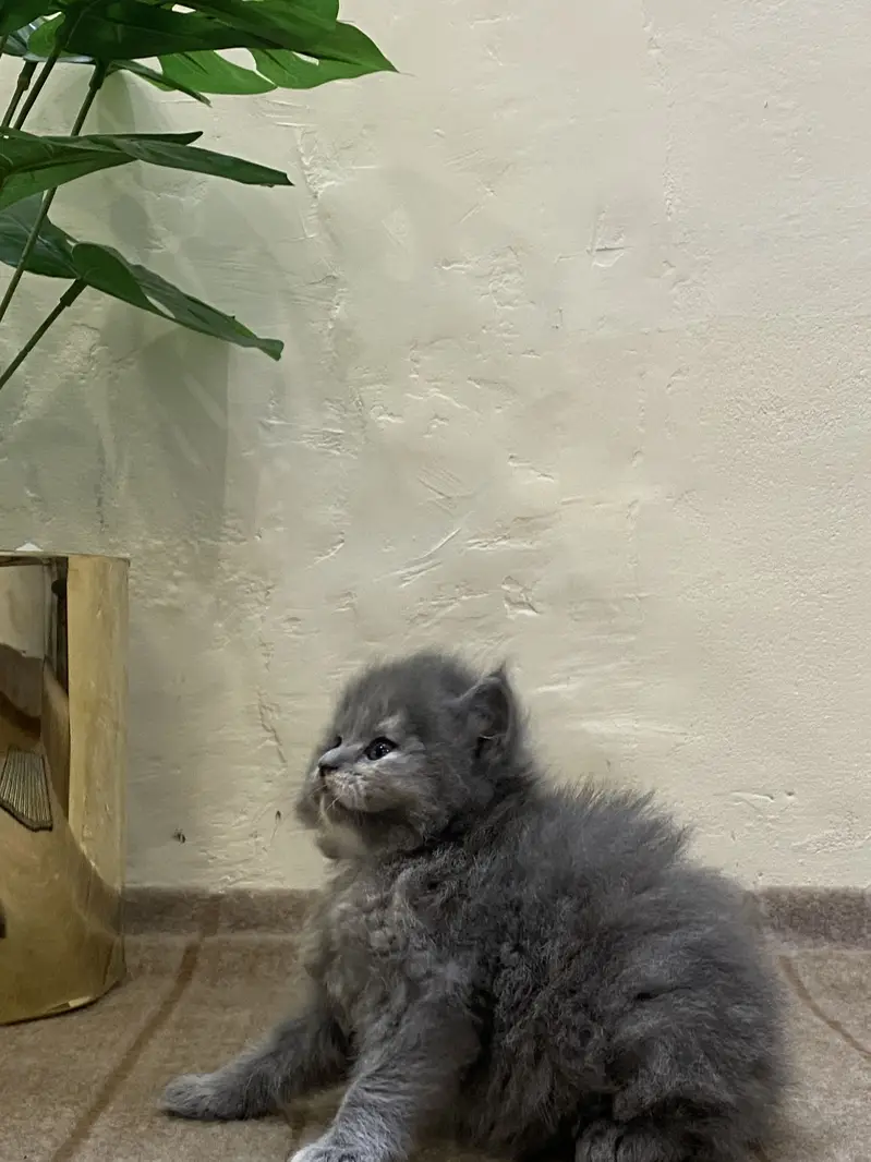 Persain kittens — photo 6