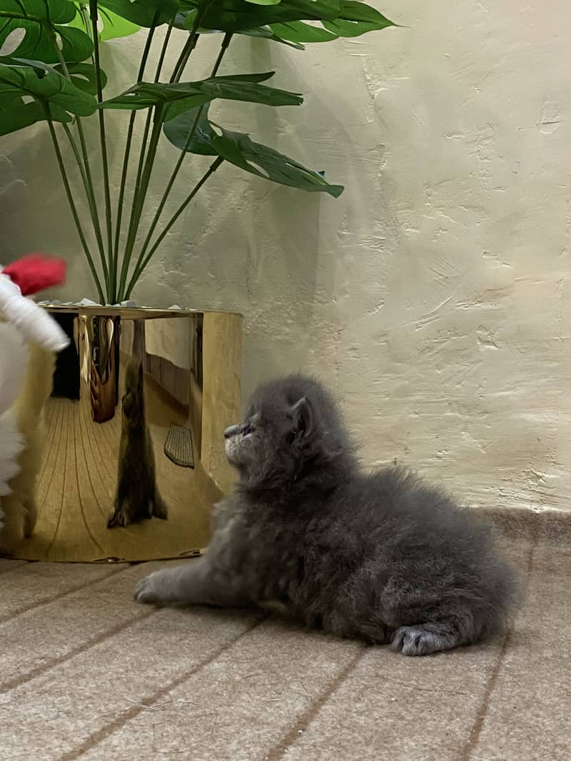 Persain kittens 6