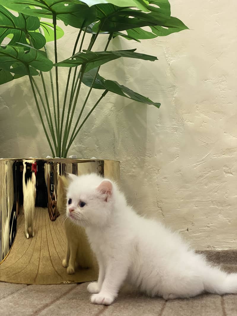 Persain kittens 7