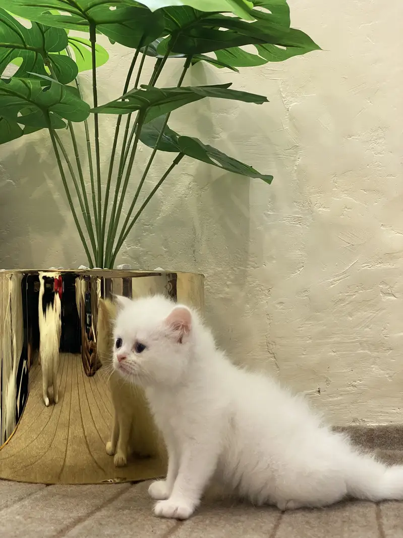 Persain kittens — photo 8