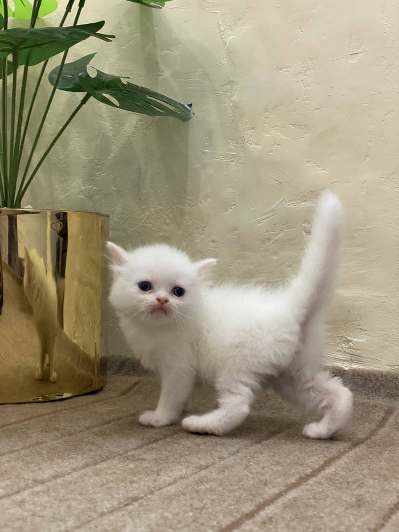 Persain kittens 8