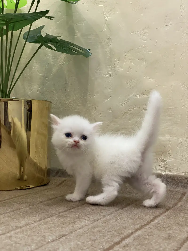 Persain kittens — photo 9