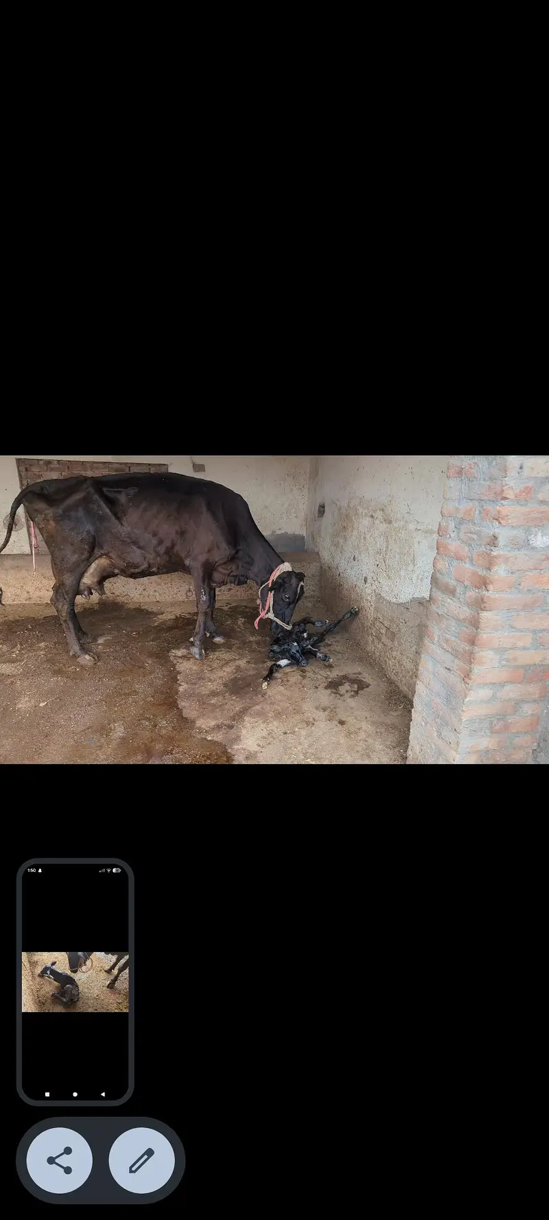 friesian cow — photo 2