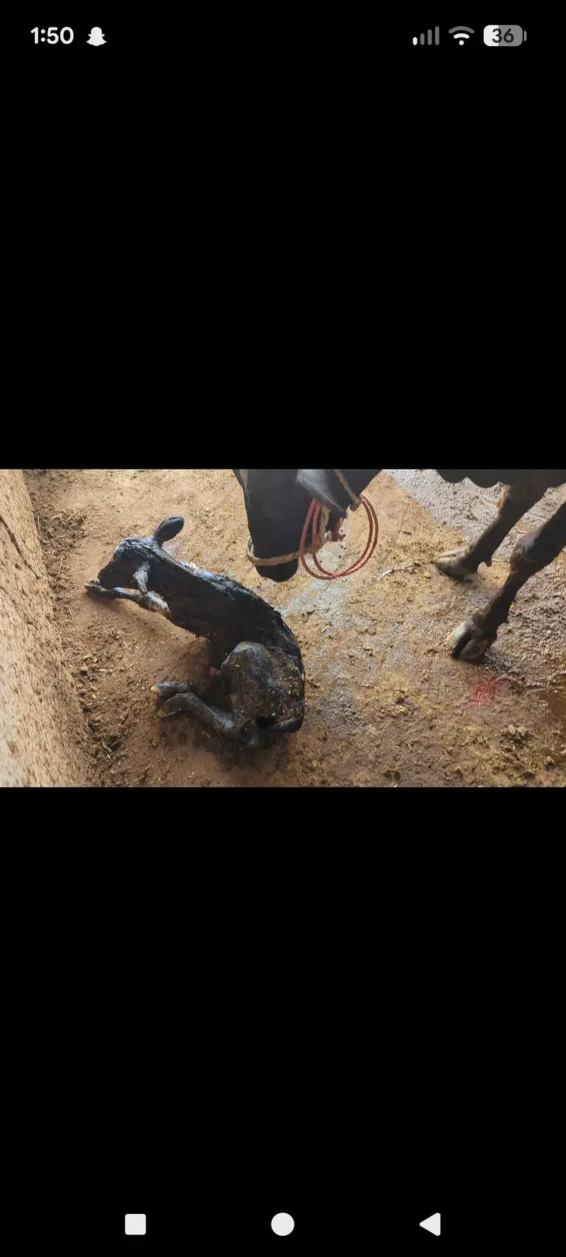 friesian cow — photo 3