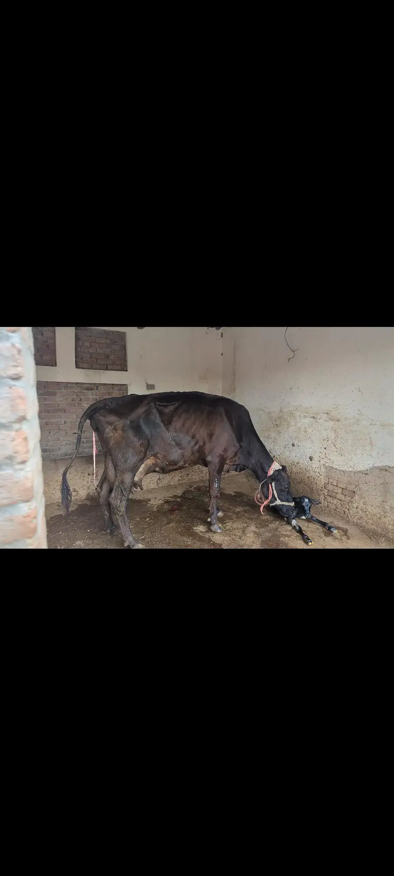 friesian cow — photo 4