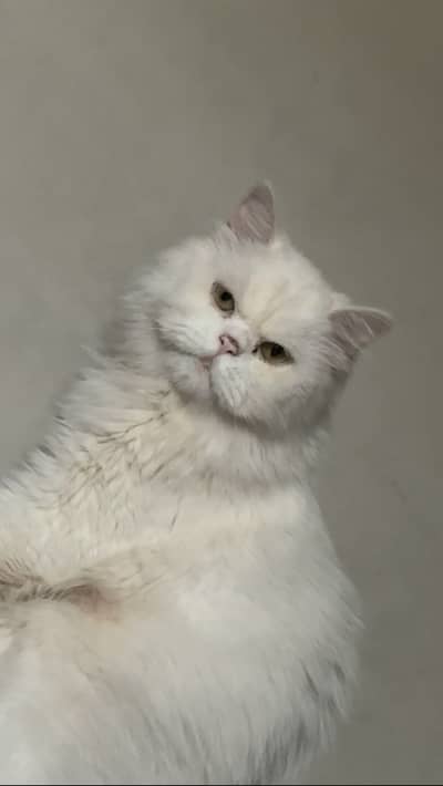 Persian male cat