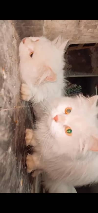 Persian cat pair