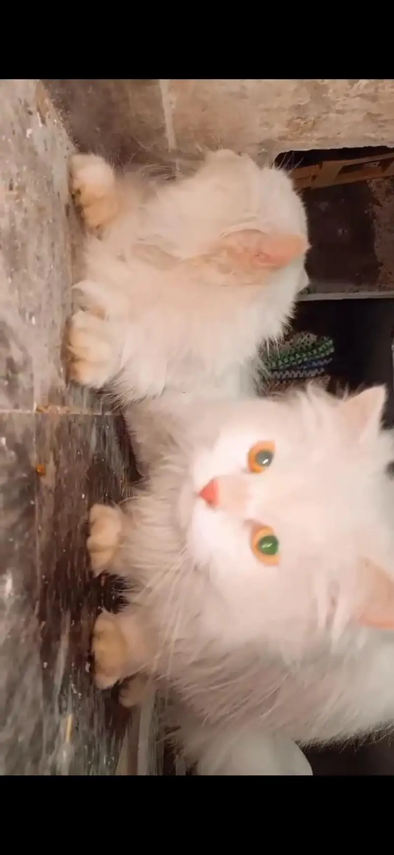 Persian cat pair — photo 2