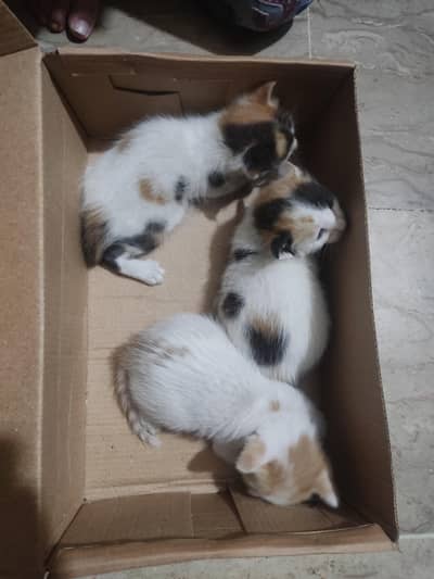 3 cats babys