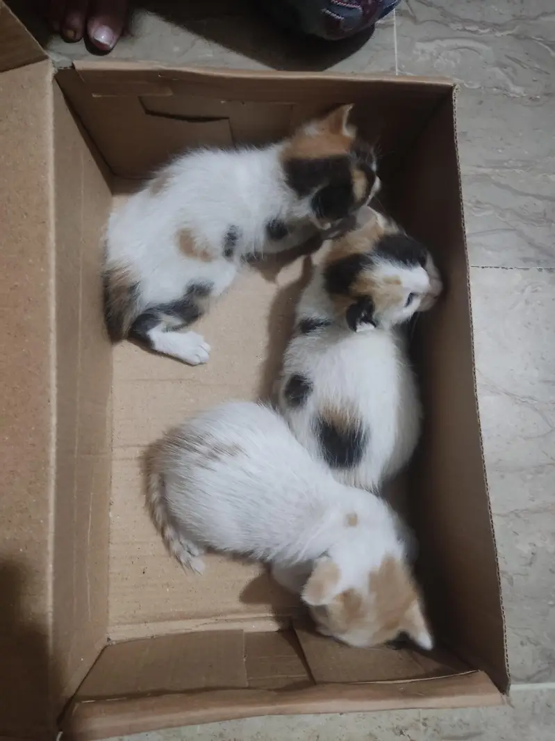 3 cats babys