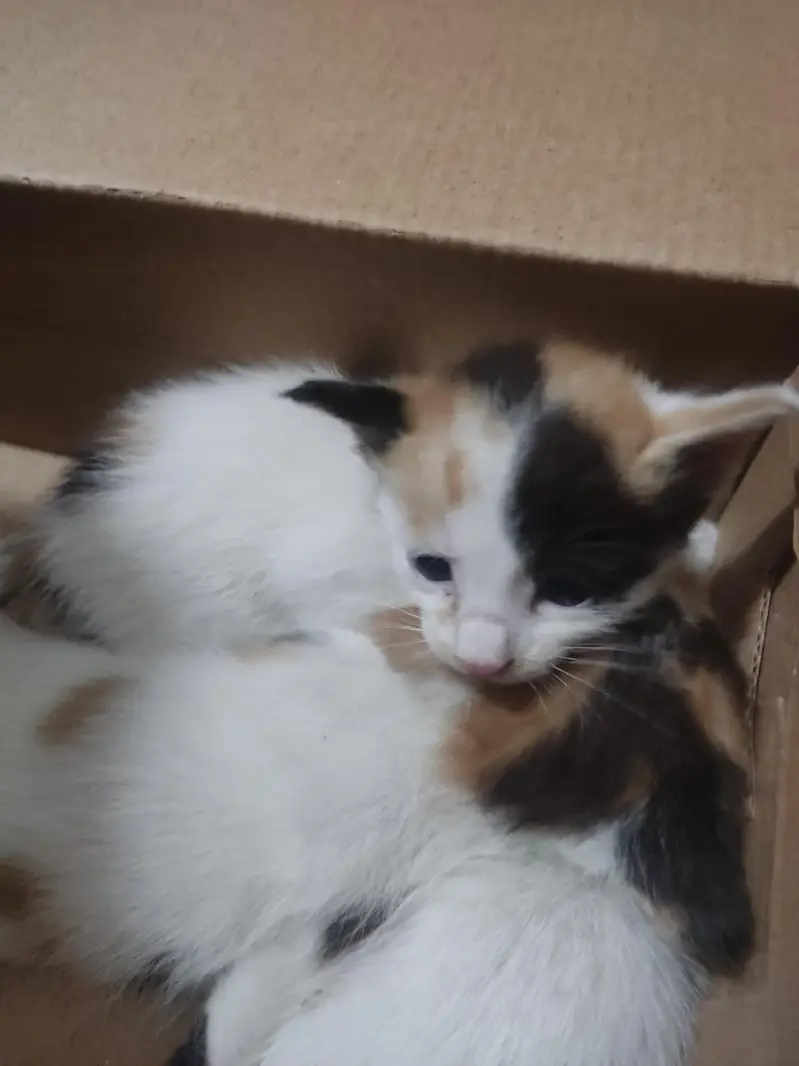 3 cats babys — photo 2