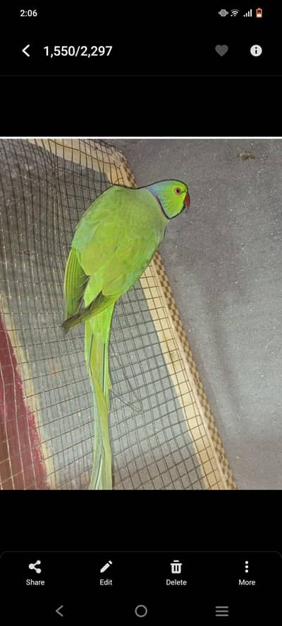Ring neck breeder male healthy active
