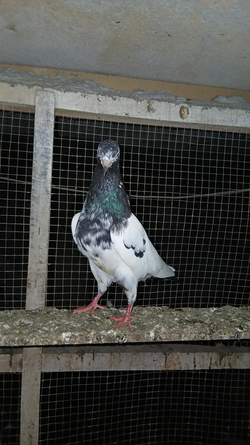 rampori rowltade brided paire — photo 2