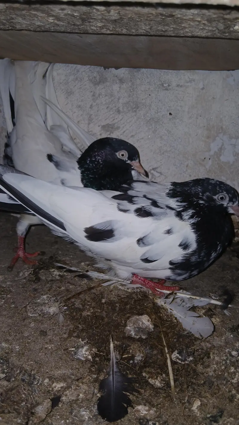 rampori rowltade brided paire — photo 5