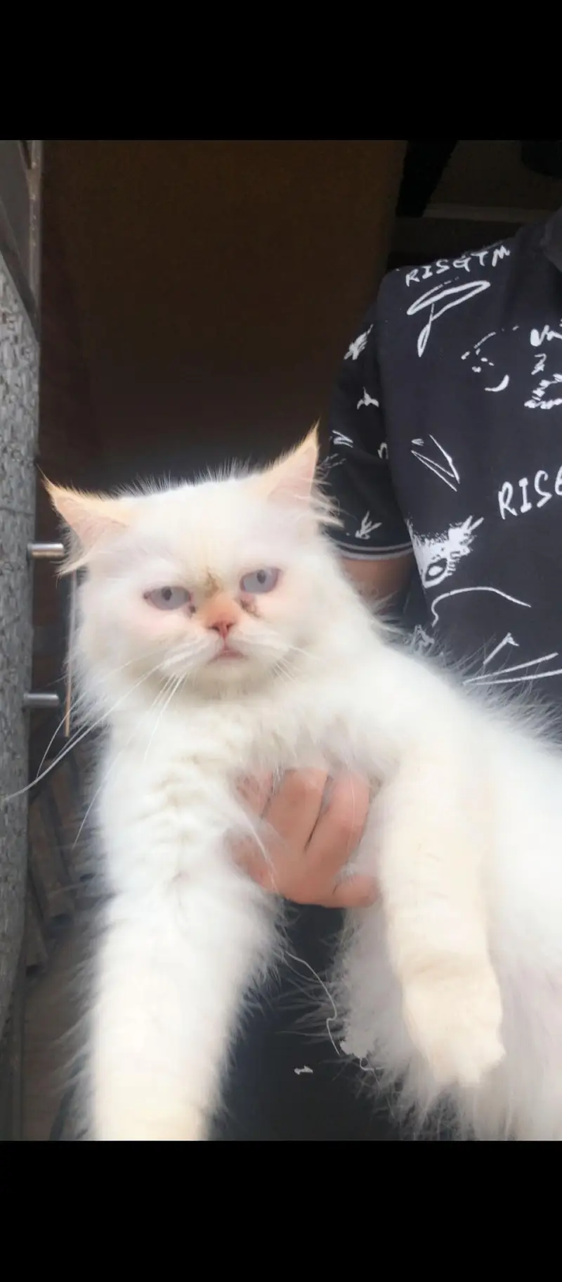 Persian female cat punch face
