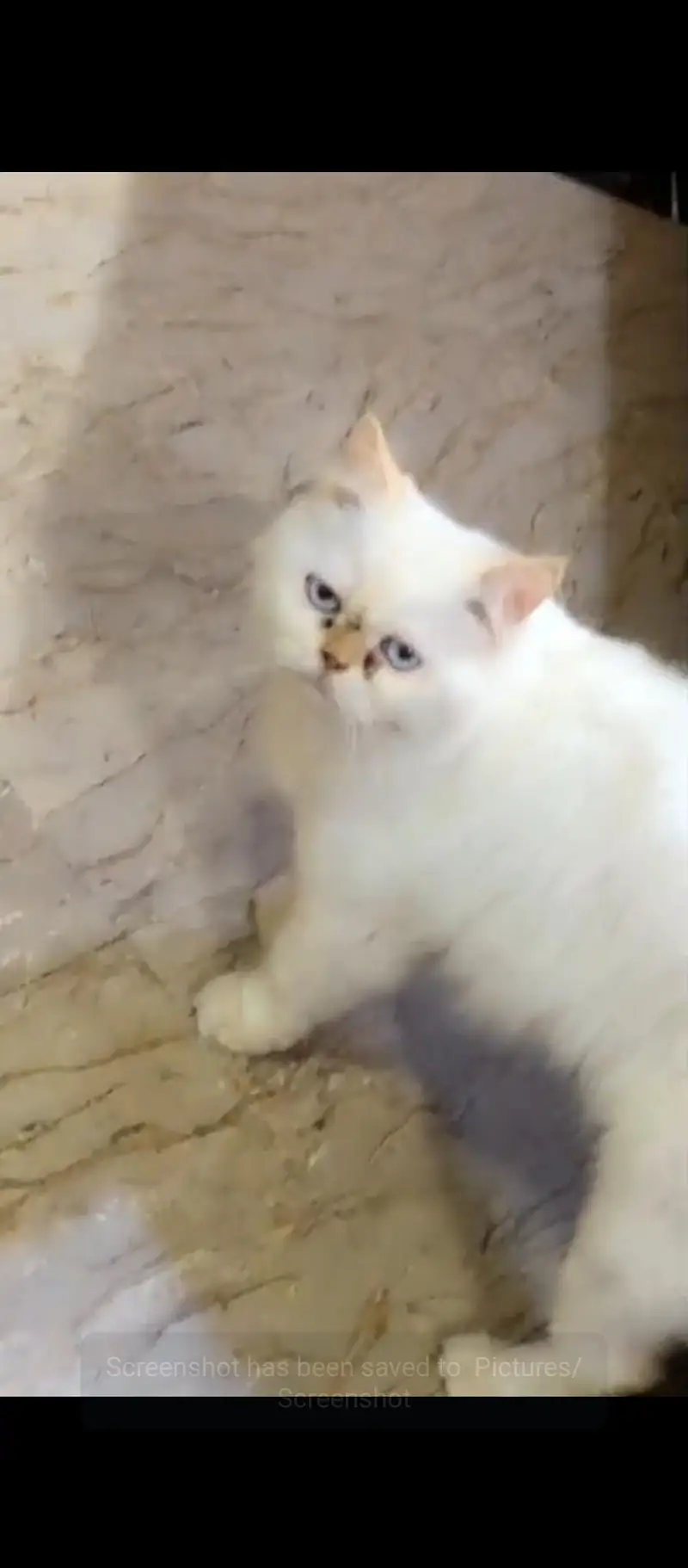 Persian female cat punch face — photo 2