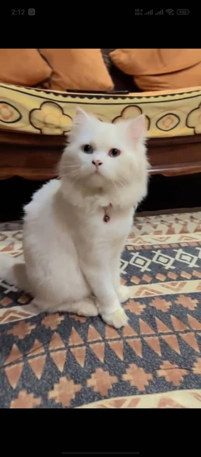 Persian Cat triple coated