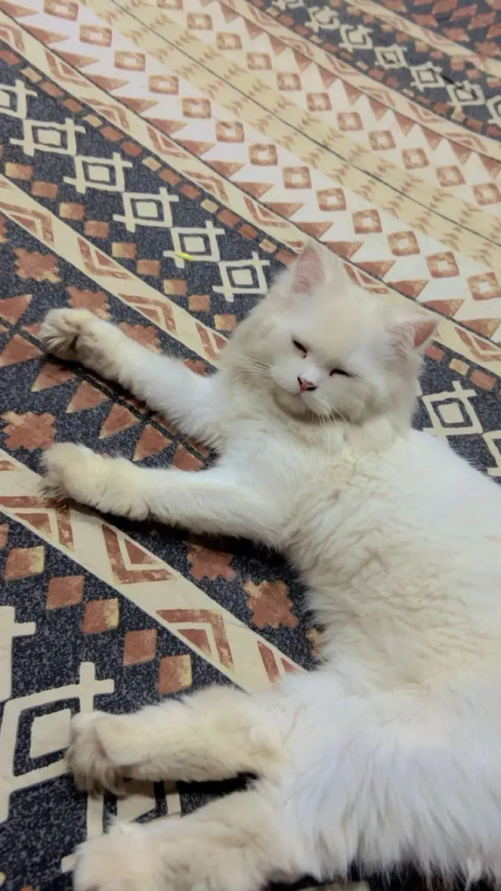 Persian Cat triple coated — photo 2
