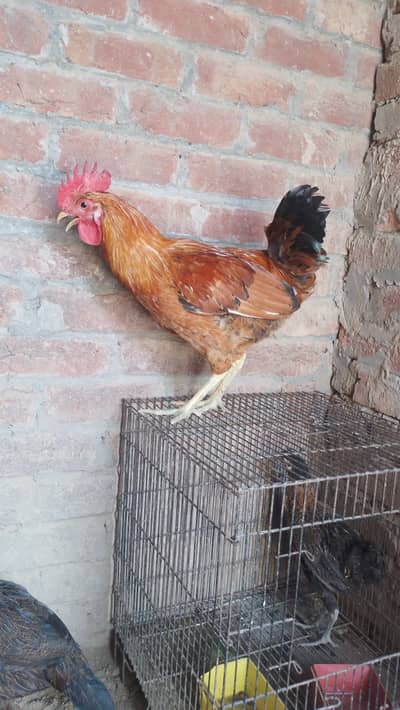 Desi cock