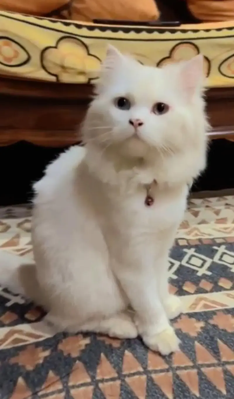 Persian Cat triple coated