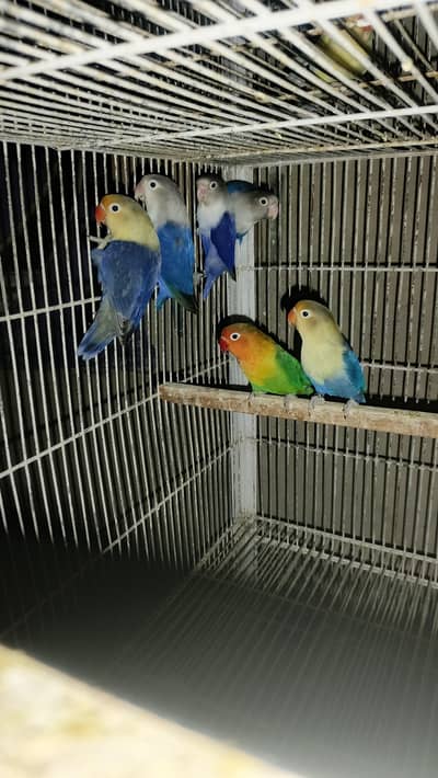 Lovebird Fisher Albino Creamino Parblue Blue fisher, Boxes & cages