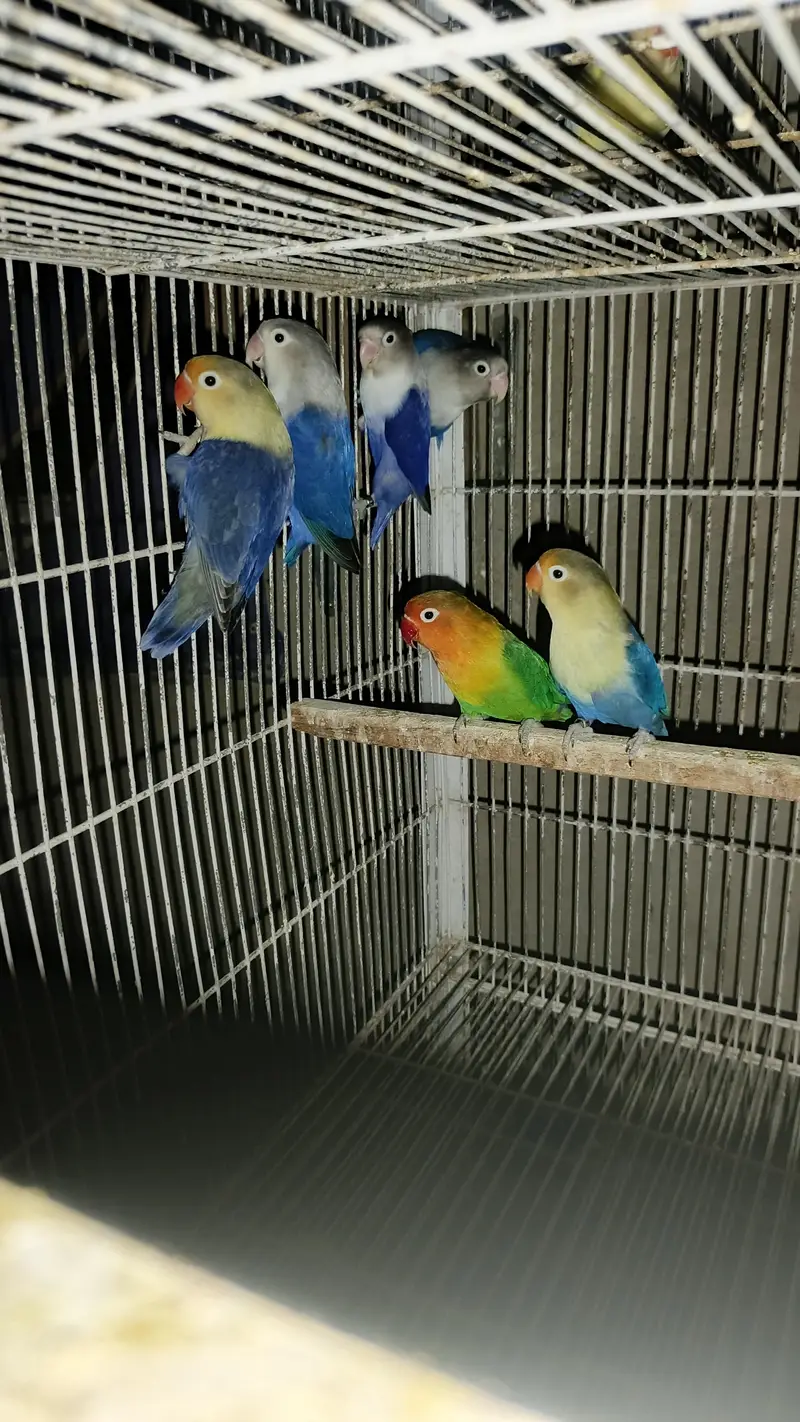 Lovebird Fisher Albino Creamino Parblue Blue fisher, Boxes & cages
