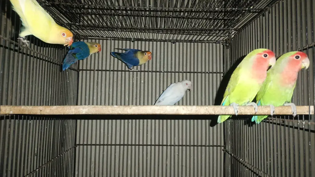Lovebird Fisher Albino Creamino Parblue Blue fisher, Boxes & cages — photo 2