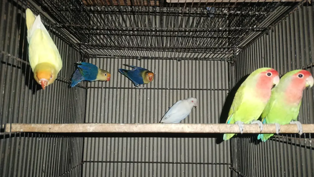 Lovebird Fisher Albino Creamino Parblue Blue fisher, Boxes & cages — photo 3