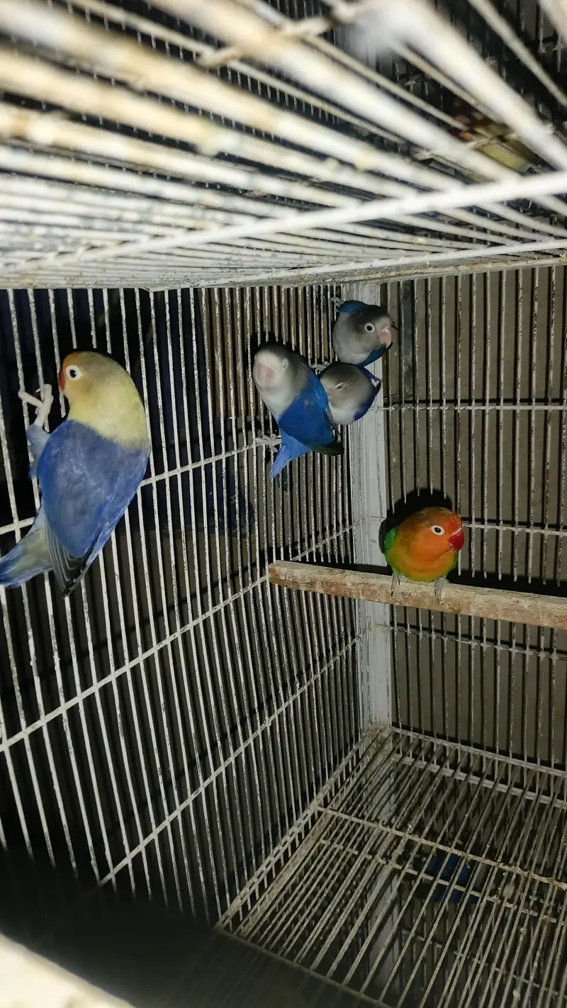Lovebird Fisher Albino Creamino Parblue Blue fisher, Boxes & cages — photo 4