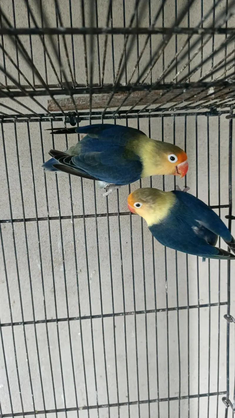 Lovebird Fisher Albino Creamino Parblue Blue fisher, Boxes & cages — photo 5