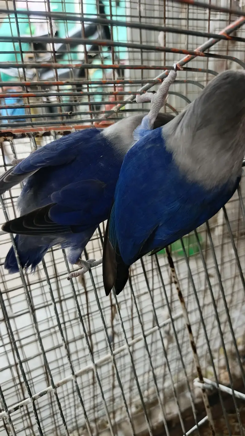 Lovebird Fisher Albino Creamino Parblue Blue fisher, Boxes & cages — photo 6