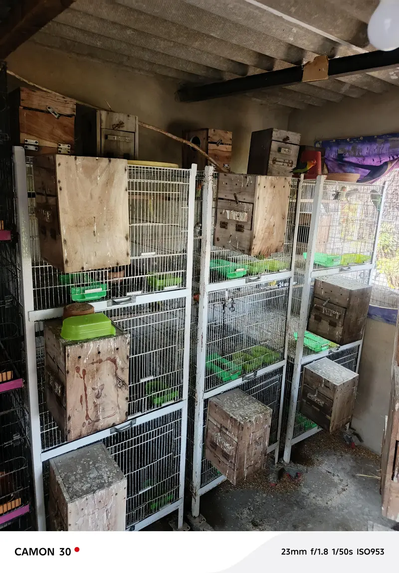 Lovebird Fisher Albino Creamino Parblue Blue fisher, Boxes & cages — photo 7