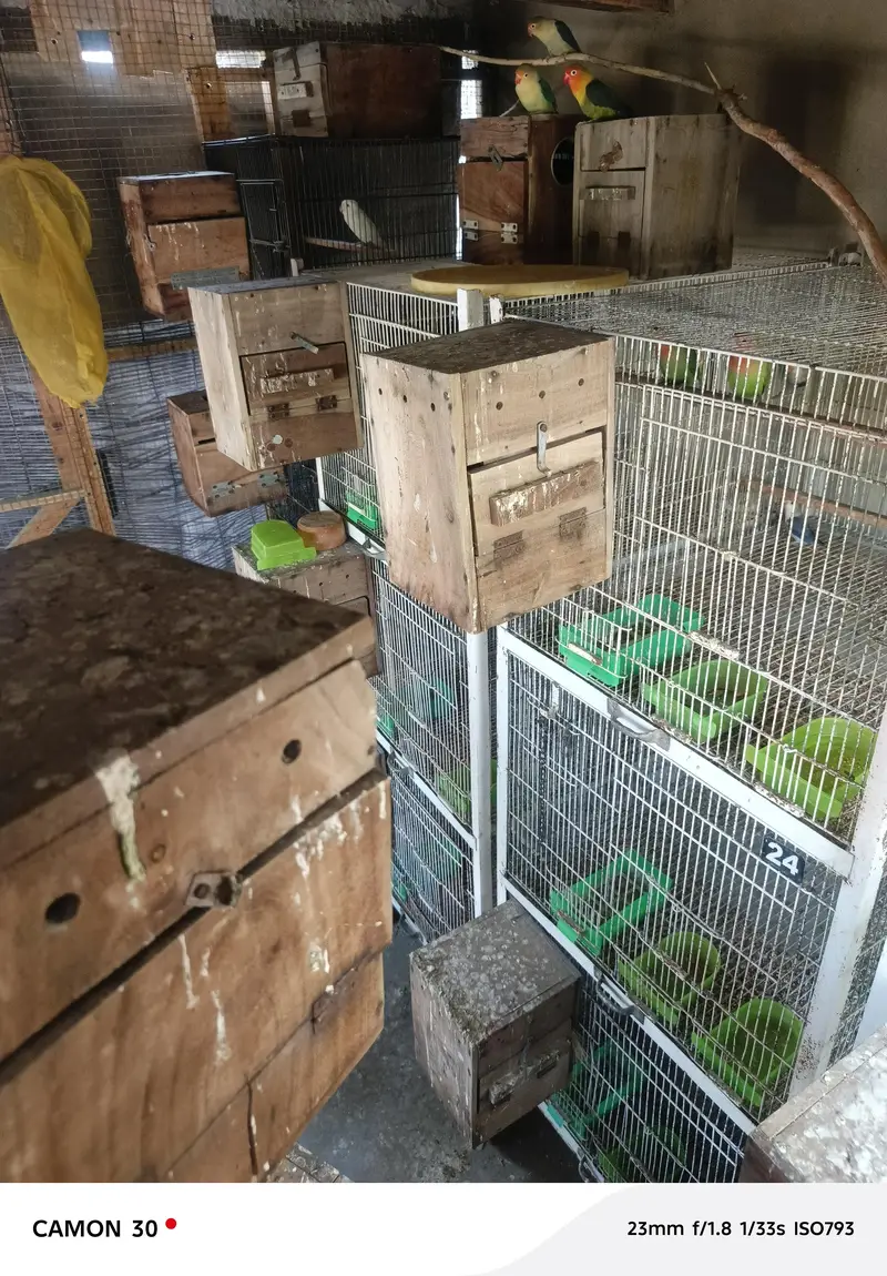Lovebird Fisher Albino Creamino Parblue Blue fisher, Boxes & cages — photo 8